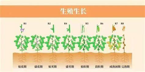 小豆樹生長速度